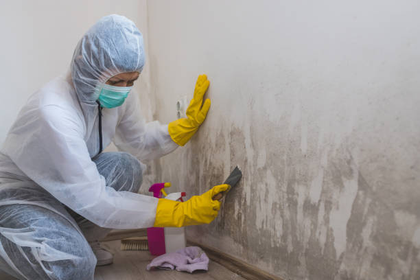 Forensic Mold Investigation in Maugansville, MD