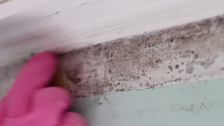 Professional Mold Inspection, Removal & Remediation in Maugansville, MD